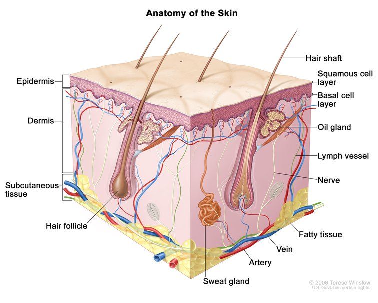 anatomy of the skin