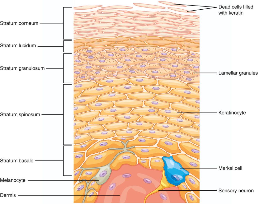 layers of epidermis