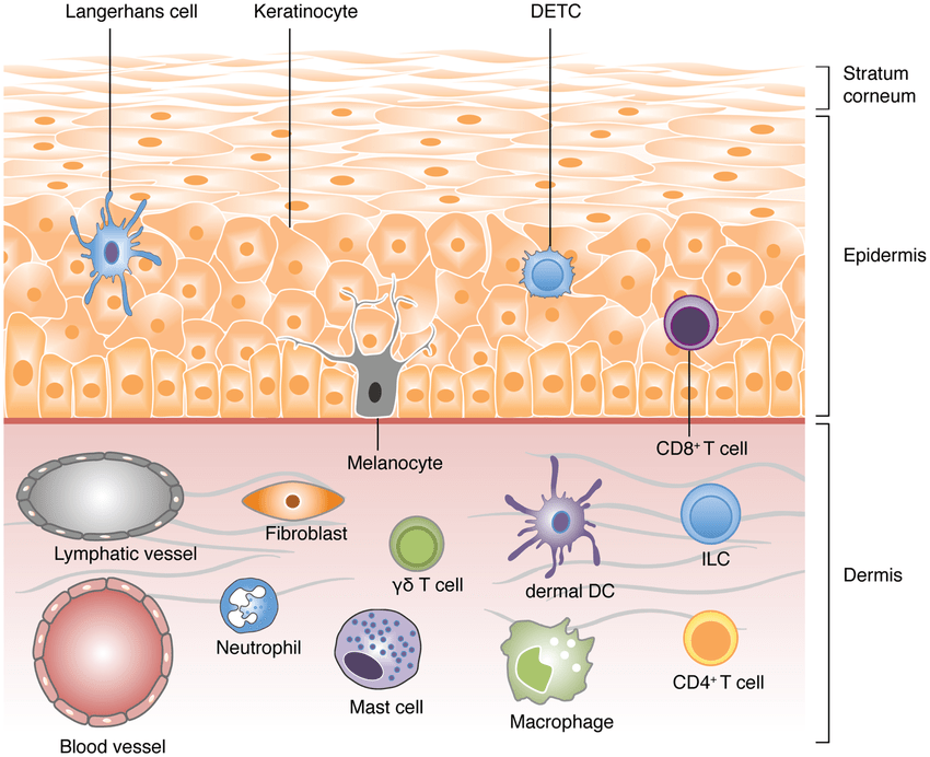 schematic view of the different cell types populating the skin