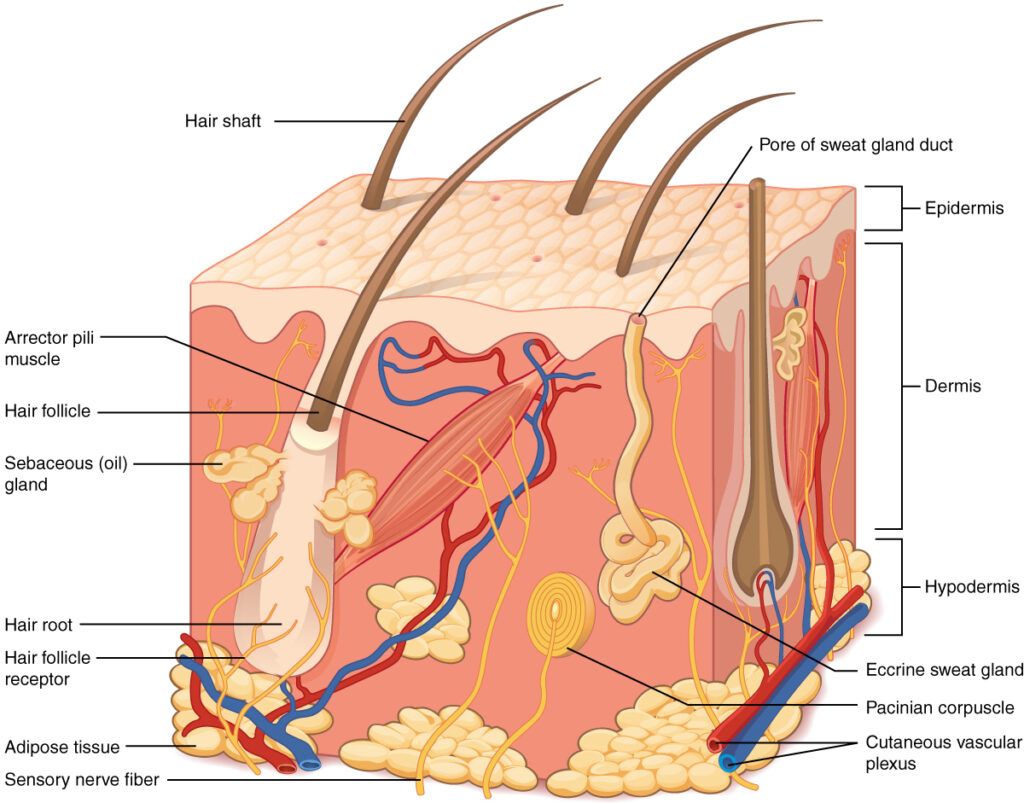 structure of the skin