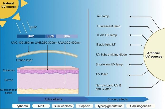 uv radiation can be solar or artificial