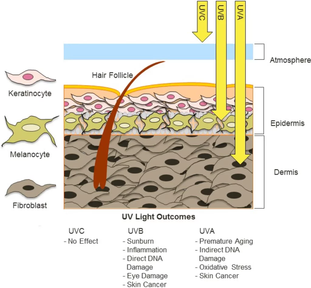 uv radiation in ambient sunlight